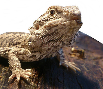 Bearded dragon mouth rot