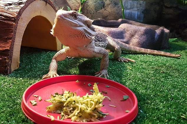 Bearded dragon not eating