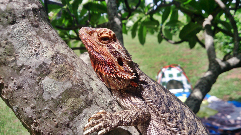 bearded dragon eye problems