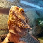 Bearded Dragon Cage Setup – Lighting and Heating