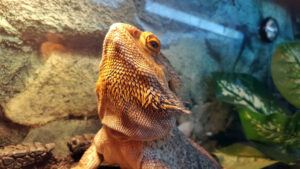 Bearded Dragon Cage Setup – Lighting and Heating