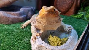 Bearded Dragon Diet – Complete Food List