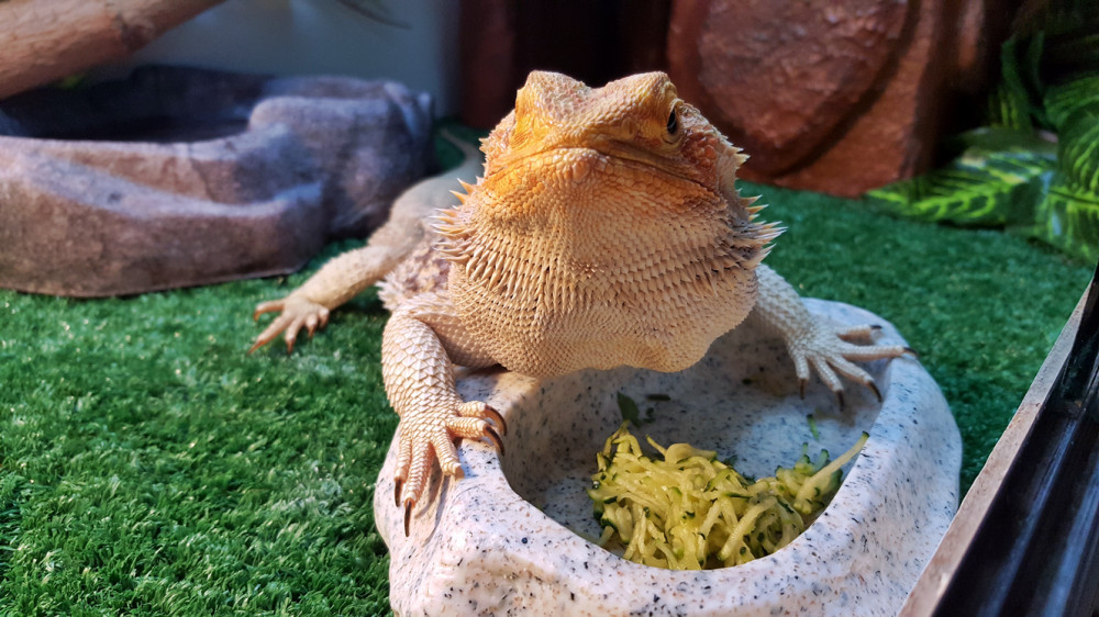 bearded dragon Diet