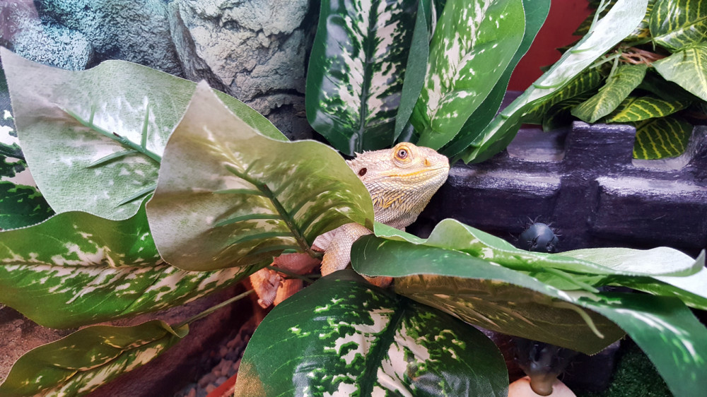 Bearded dragon enclosure setup