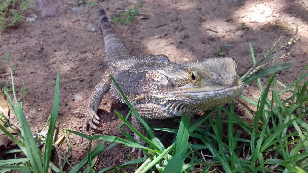 bearded dragon male vs female