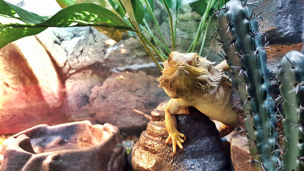 bearded dragon vittamins and supplements