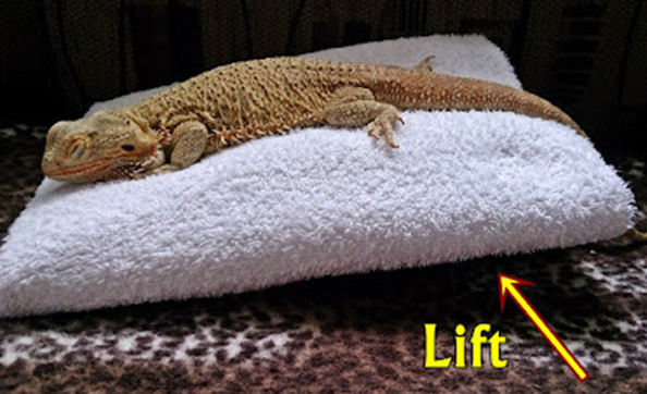 Bearded dragon respiratory infection