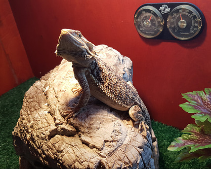 Bearded dragon respiratory infection