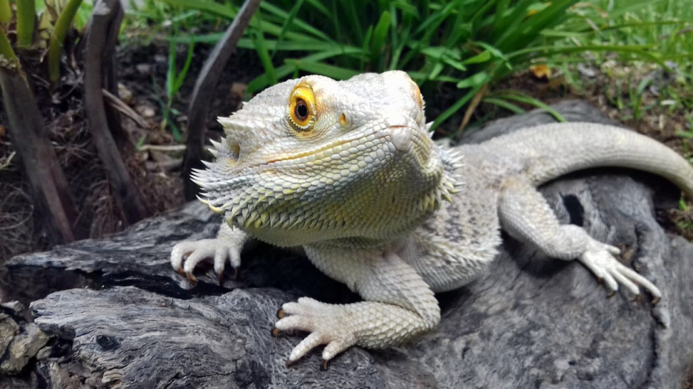 bearded dragon site directory