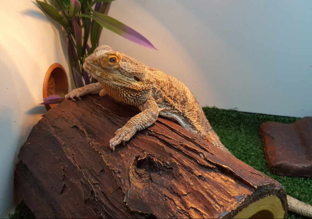 Bearded dragons care