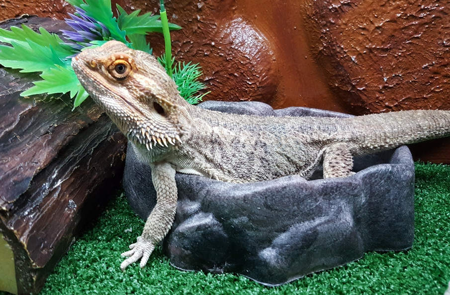 Bearded dragon hygiene