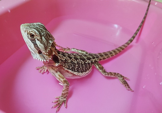 Bearded dragons health problems