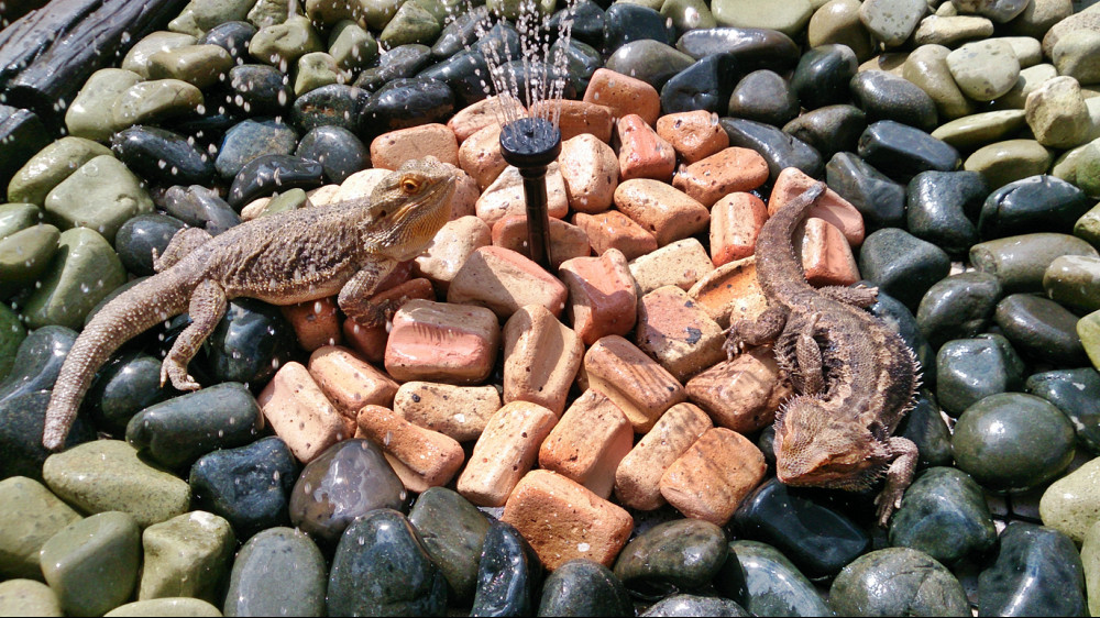 bearded dragon dehydration