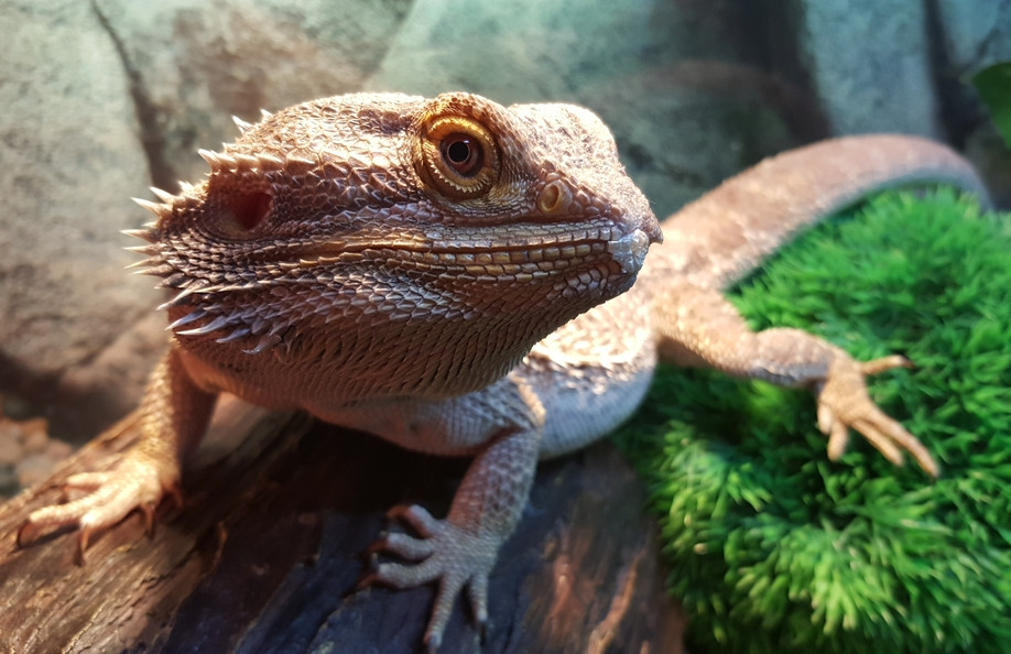 How to care for bearded dragon