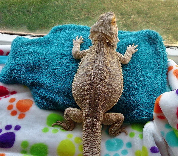 How to make a bearded dragon poop