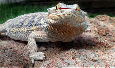 How to make a bearded dragon poop