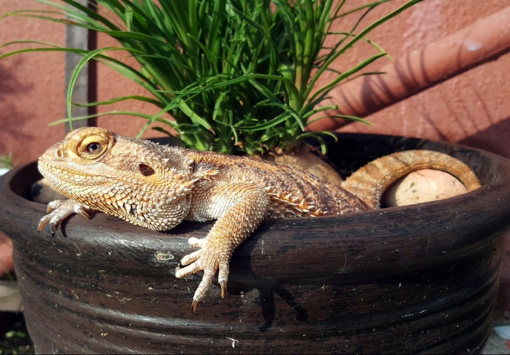 how to take care of a bearded dragon