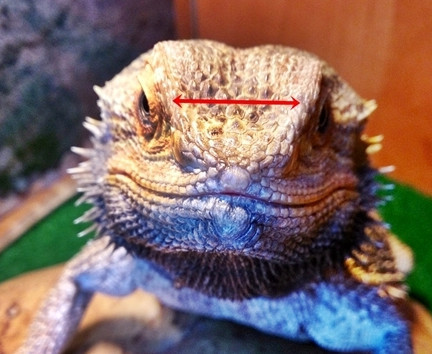 Sick bearded dragon