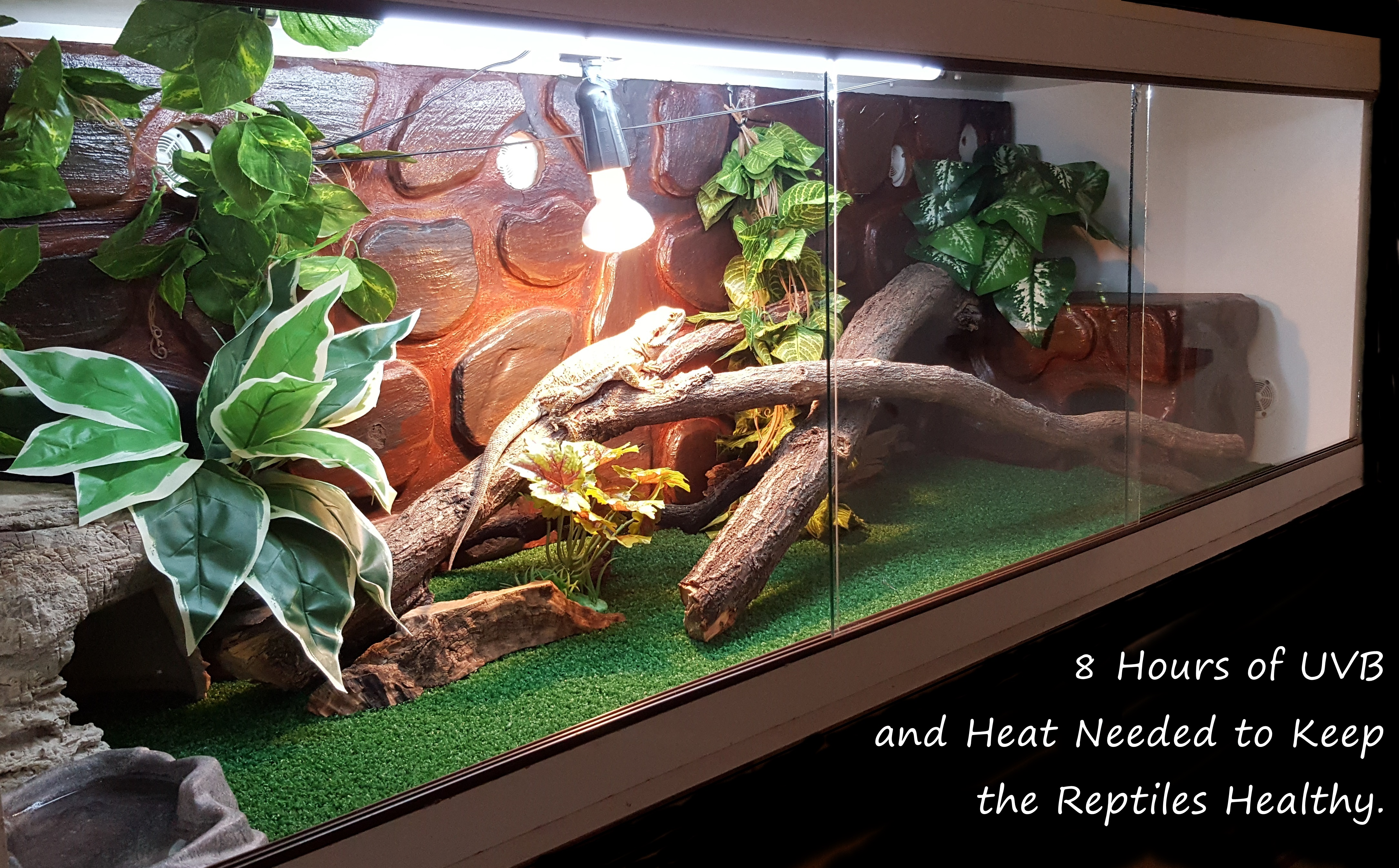 Bearded dragon cage setup