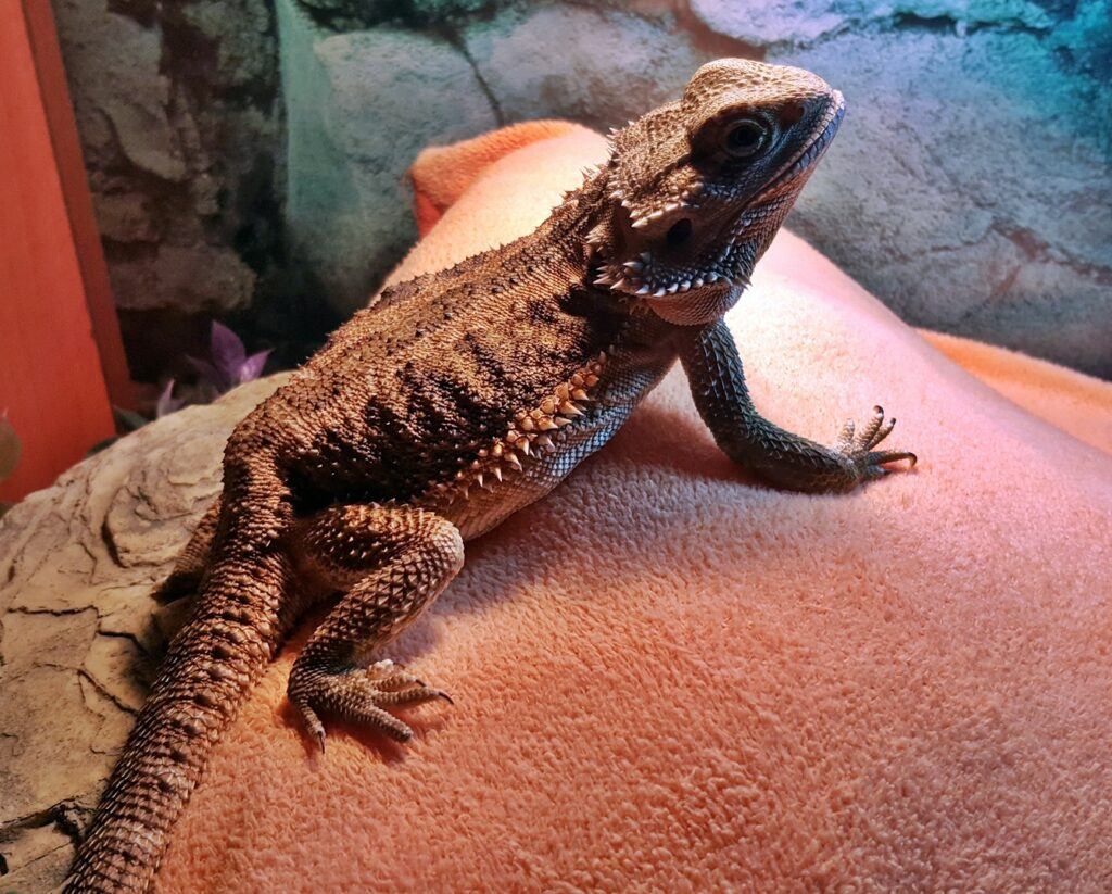 bearded dragon care