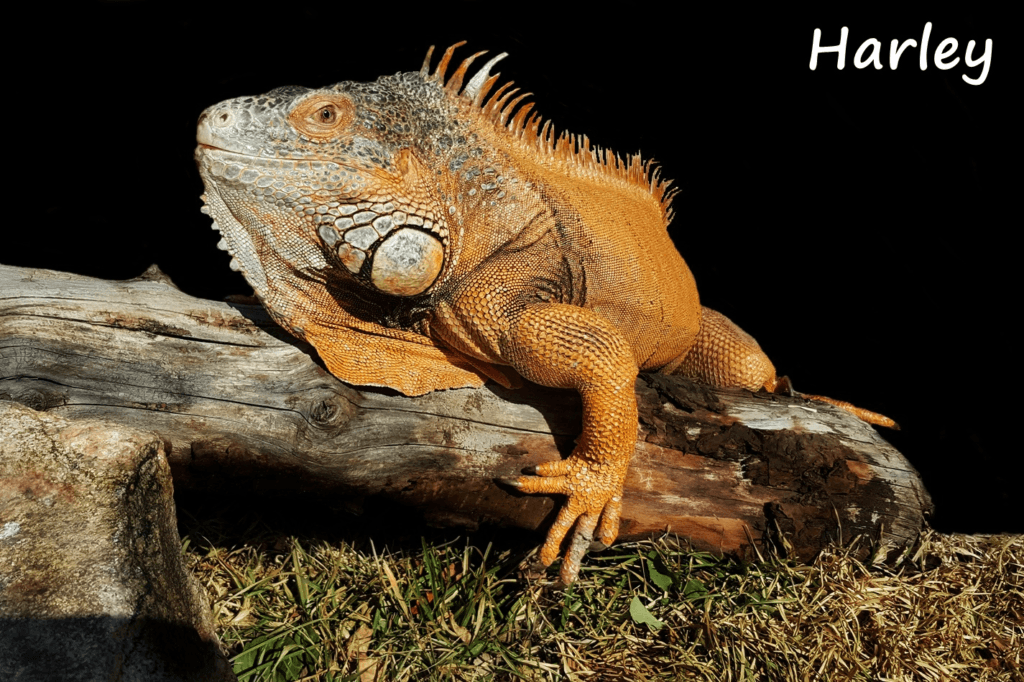 Green Iguana Care