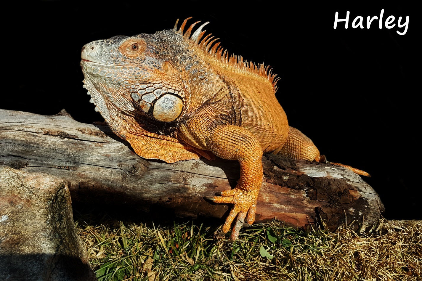 what are iguanas?