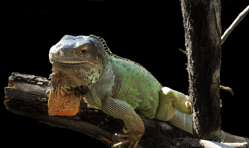 green iguana facts