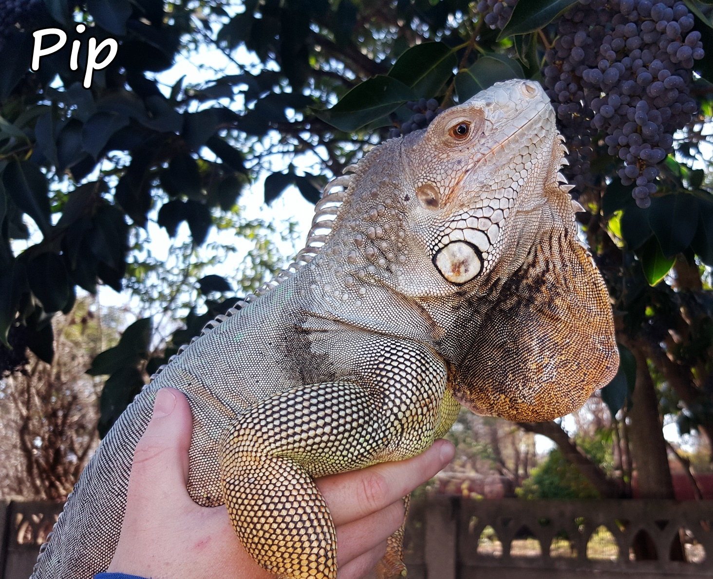 iguana care