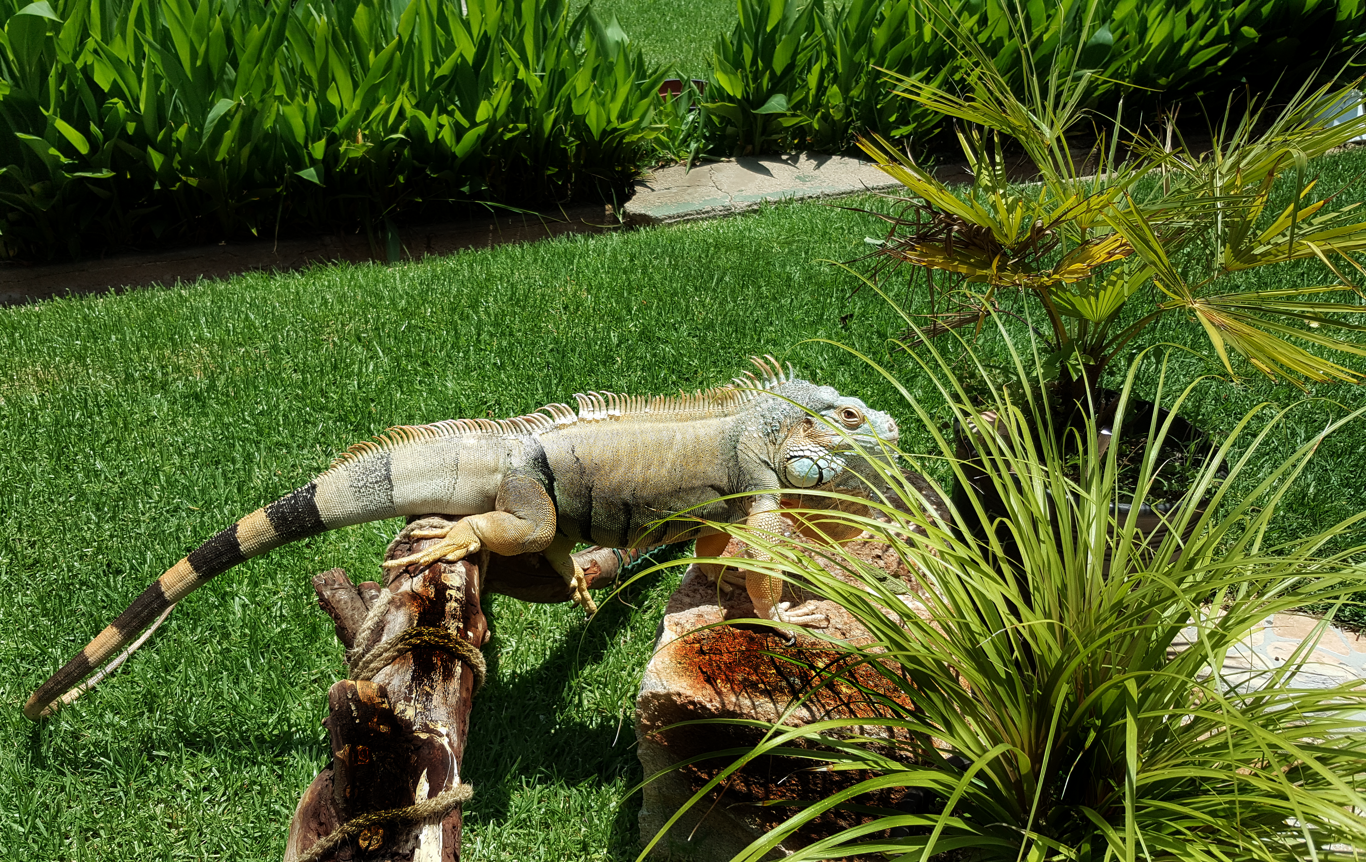 green iguana health