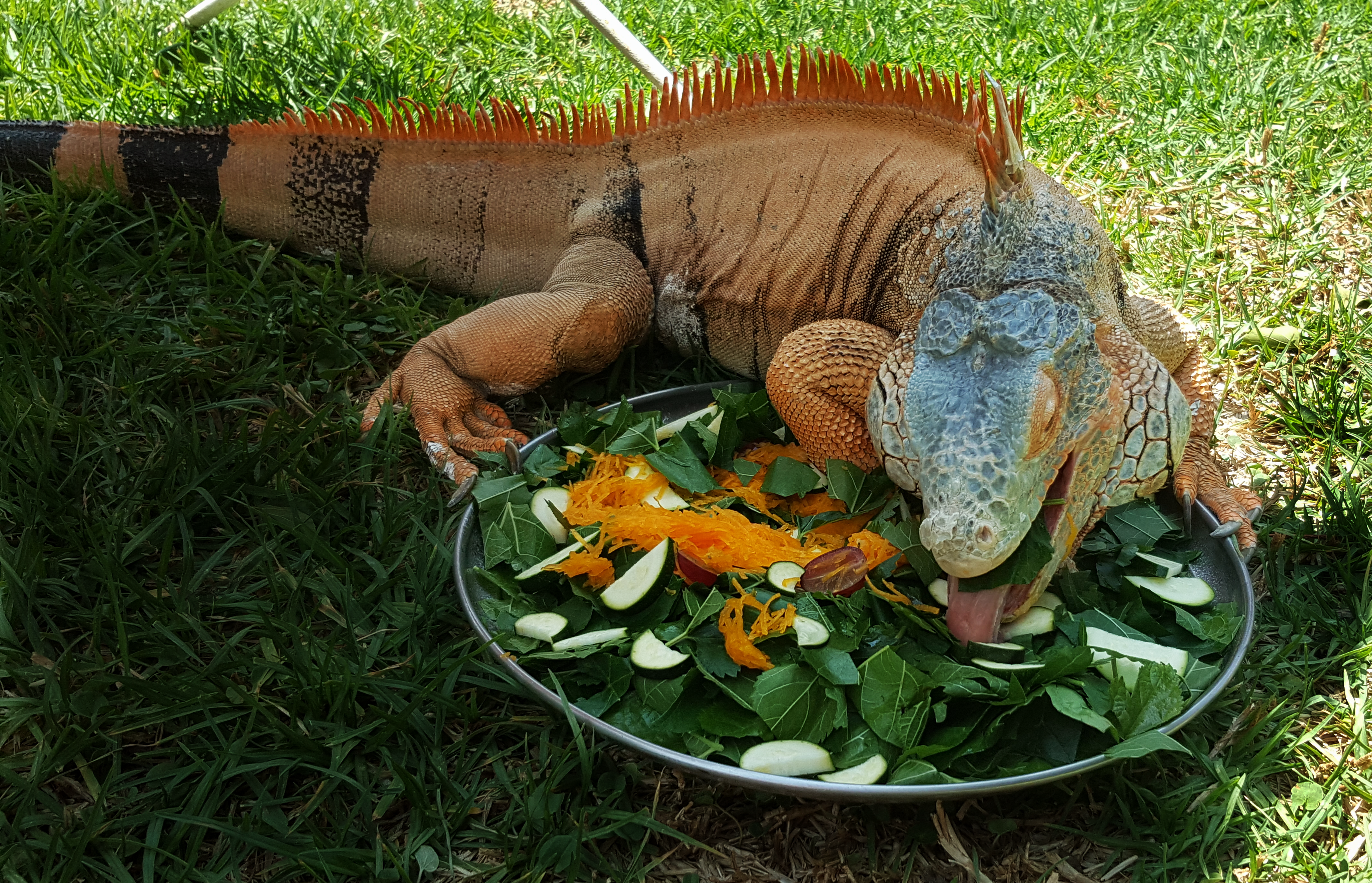 iguana diet