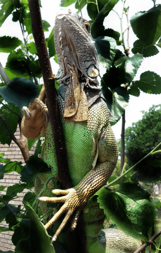 green iguana cage setup