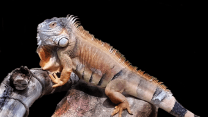 Green Iguana – Interesting Facts