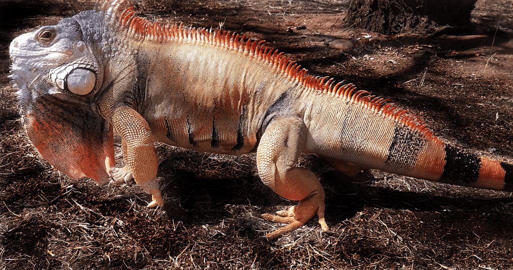 iguana as a pet